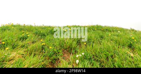 Bergwiese mit blühenden Globenblüten (Trollius europaeus) und hohem Gras im dichten Nebel. Isoliert. Allgäuer Alpen, Bayern, Deutschland Stockfoto