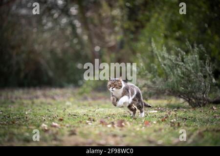 Tabby weiße britische Kurzhaarkatze läuft draußen auf grüner Wiese In der Natur Stockfoto