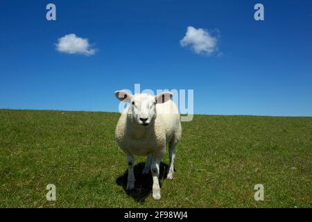 Neugieriges Lamm auf dem Deich bei Morsum auf Sylt. Stockfoto