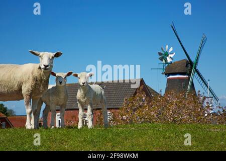 Schafe auf dem Deich vor der Engel-Mühle im Süderhafen am Nordstrand. Stockfoto