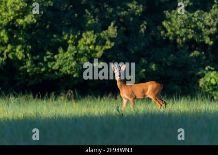 Roebuck (Capreolus capreolus) auf einer Wiese, Juli, Hessen, Deutschland Stockfoto