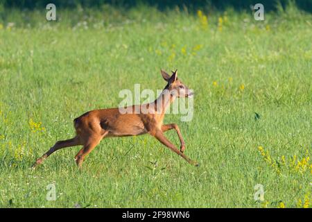 Raufußbock (Capreolus capreolus) auf einer Wiese, Juli, Hessen, Deutschland Stockfoto