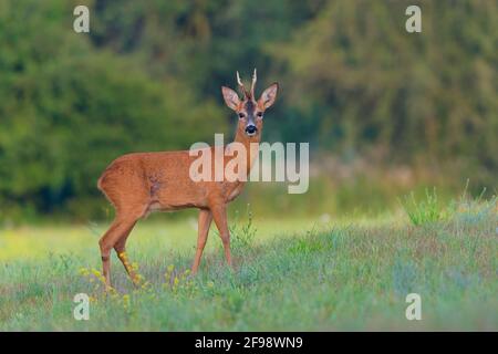 Roebuck (Capreolus capreolus) auf einer Wiese, Juli, Hessen, Deutschland Stockfoto