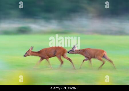 Rehe und Rehbock (Capreolus capreolus) in der Paarungssaison, Juli, Hessen, Deutschland Stockfoto