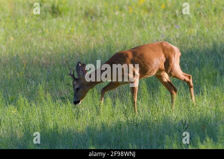 Roebuck (Capreolus capreolus) auf einer Wiese, Juli, Hessen, Deutschland Stockfoto