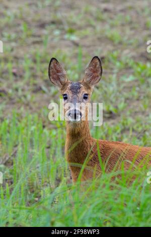 Rehe (Capreolus capreolus) im Uferbereich eines Teiches, Juni, Hessen, Deutschland Stockfoto