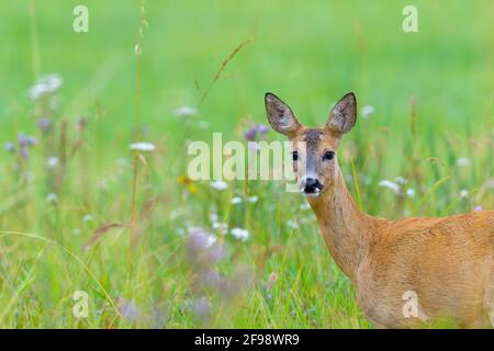 Rehe (Capreolus capreolus) auf einer Wiese, Juli, Hessen, Deutschland Stockfoto