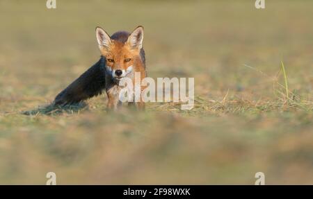 Rotfuchs (Vulpes vulpes) auf frisch gemähter Wiese, Juni, Hessen, Deutschland Stockfoto