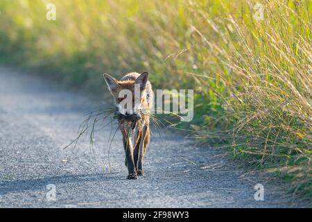 Rotfuchs (Vulpes vulpes) mit Mäusen im Mund auf einem Pfad, Juni, Hessen, Deutschland Stockfoto