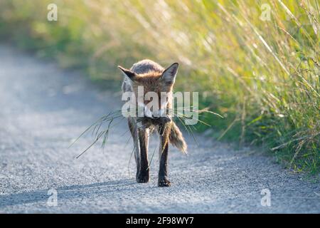 Rotfuchs (Vulpes vulpes) mit Mäusen im Mund auf einem Pfad, Juni, Hessen, Deutschland Stockfoto