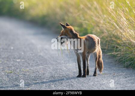 Rotfuchs (Vulpes vulpes) mit Mäusen im Mund auf einem Pfad, Juni, Hessen, Deutschland Stockfoto