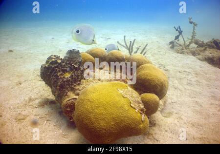 Unterwasseransicht von vieräugigen Schmetterlingsfischen, die in der Nähe von Korallen schwimmen Stockfoto