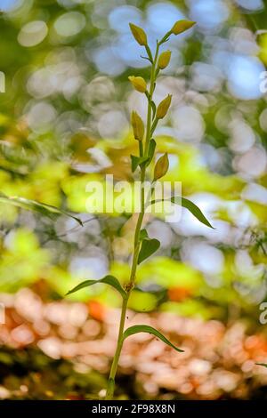 Weißes Helleborin, Cepalanthera damasonium Stockfoto