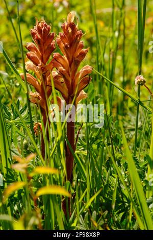 Großes Sommer-Arum, Orobanche elatior, hohes Sommer-Arum Stockfoto