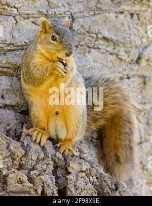 Eastern Grey Squirrel steht auf den Hinterbeinen und schnüpft. Santa Clara County, Kalifornien, USA. Stockfoto