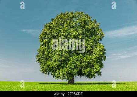 Grüner Baum auf einer grünen Wiese Stockfoto