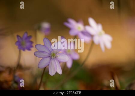 Hepatica, fotografiert mit einem Makro-Vintage-Objektiv Stockfoto