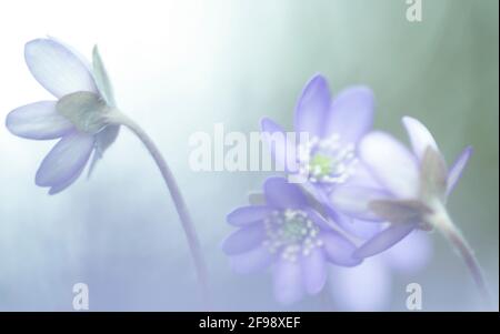 Hepatica, fotografiert mit einem Makro-Vintage-Objektiv Stockfoto