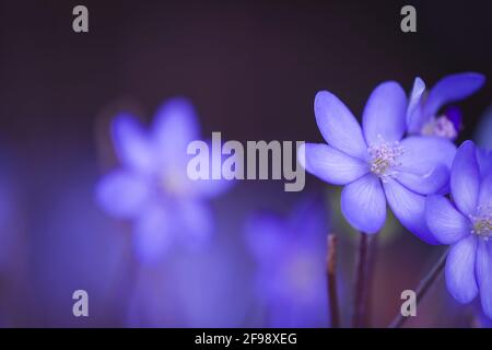 Hepatica, fotografiert mit einem Makro-Vintage-Objektiv Stockfoto