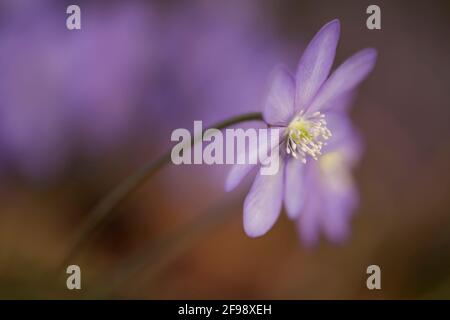 Hepatica, fotografiert mit einem Makro-Vintage-Objektiv Stockfoto