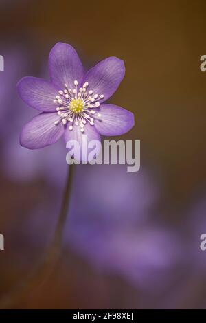 Hepatica, fotografiert mit einem Makro-Vintage-Objektiv Stockfoto