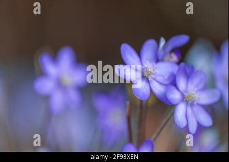 Hepatica, fotografiert mit einem Makro-Vintage-Objektiv Stockfoto