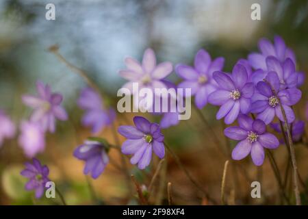 Hepatica, fotografiert mit einem Makro-Vintage-Objektiv Stockfoto