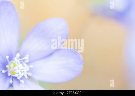 Hepatica, fotografiert mit einem Makro-Vintage-Objektiv Stockfoto