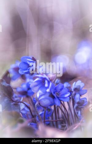 Hepatica, fotografiert mit einem Makro-Vintage-Objektiv Stockfoto