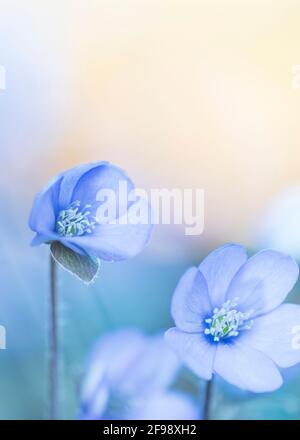 Hepatica, fotografiert mit einem Makro-Vintage-Objektiv Stockfoto