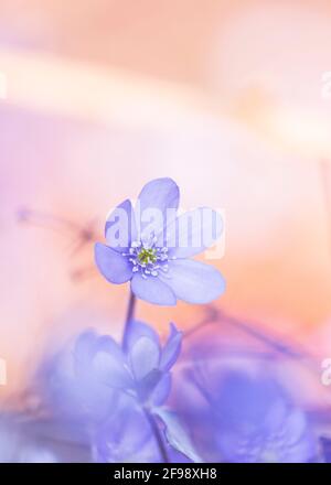 Hepatica, fotografiert mit einem Makro-Vintage-Objektiv Stockfoto