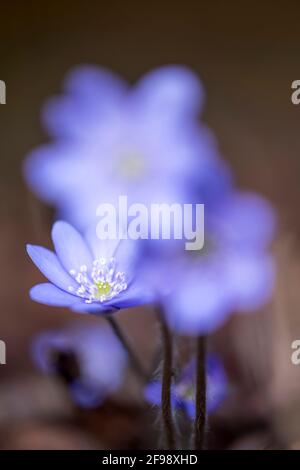 Hepatica, fotografiert mit einem Makro-Vintage-Objektiv Stockfoto