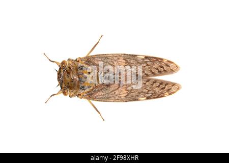 Bild von großen braunen Cicada-Insekt isoliert auf weißem Hintergrund. Insekten. Stockfoto