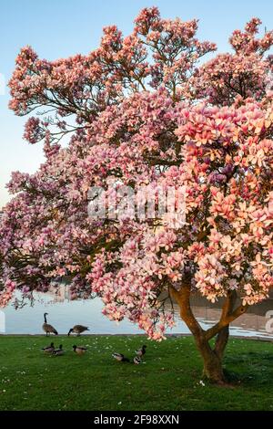 Blühender Magnolienbaum am Fluss avon im Frühjahr bei Sonnenaufgang. Stratford-Upon-Avon, Warwickshire, England Stockfoto