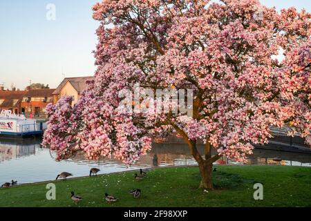 Blühender Magnolienbaum am Fluss avon im Frühjahr bei Sonnenaufgang. Stratford-Upon-Avon, Warwickshire, England Stockfoto