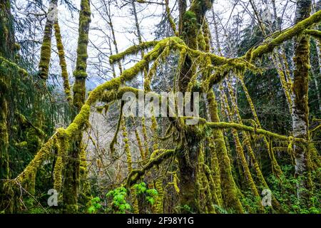 Erstaunlicher Regenwald in der Nähe von Forks Bogachiel Clallam County Stockfoto