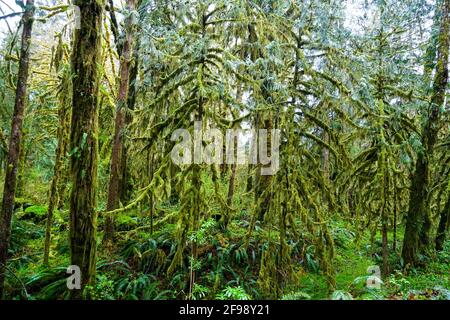 Erstaunlicher Regenwald in der Nähe von Forks Bogachiel Clallam County Stockfoto