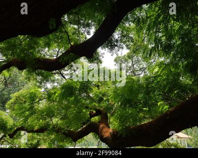 Brauner Zweig und grüner Busch von Mimosa oder persischer Seide Oder Monkey Pod oder Saman Baum mit blauem Himmel in Hintergrund Stockfoto