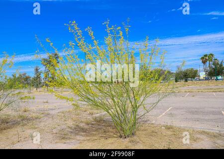 La Sauceda Park. Gelbe Blüten des palo verde-Baumes, el espinillo oder cinna-cina im Frühjahr. Parkinsonia aculeata, Cercidium Fabaceae, aculeata, Jerusalemdorn. Die Parksonia florida ist in halb-Wüstenökosystemen und Wüstenökosystemen beheimatet. Zahlreiche gelbe Stick-grüne Blüten. fabaceae einheimischen Baum Wüste Frühling. Sommer in Hermosillo, Sonora Mexiko ..... (Foto von Luis Gutierrez / Norte Photo) .... Parque la Sauceda. Flores amarillas del arbol palo verde, El espinillo o​ cina-cina por la Primavera. Parkinsonia aculeata, Cercidium Fabaceae, aculeata, ,J erusalem Dorn. Nativa de ecosistema Stockfoto