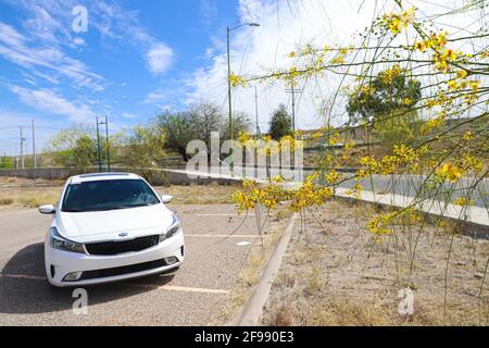 Kia Forte 2017 im Park La Sauceda. Gelbe Blüten des palo verde-Baumes, el espinillo oder cinna-cina im Frühjahr. Parkinsonia aculeata, Cercidium Fabaceae, aculeata, Jerusalemdorn. Die Parksonia florida ist in halb-Wüstenökosystemen und Wüstenökosystemen beheimatet. Zahlreiche gelbe Stick-grüne Blüten. fabaceae einheimischen Baum Wüste Frühling. Sommer in Hermosillo, Sonora Mexiko ..... (Foto von Luis Gutierrez / Norte Photo) .... Kia Forte 2017 en en Parque La Sauceda. Flores amarillas del arbol palo verde, El espinillo o​ cina-cina por la Primavera. Parkinsonia aculeata, Cercidium Fabaceae, Aculeata, Stockfoto