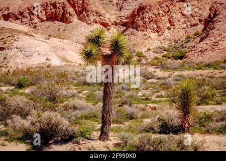 Red Rock Canyon State Park in Kalifornien - Reisefotografie Stockfoto