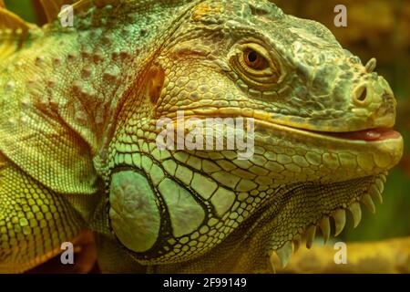 Gewöhnlicher grüner Leguan mit hervorstehender Zunge und Blick auf die Kamera Nahaufnahme Stockfoto