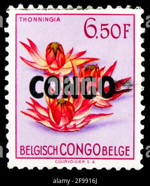 MOSKAU, RUSSLAND - 4. NOVEMBER 2019: Die im Kongo gedruckte Briefmarke zeigt Thonningia (überprited), Flowers Serie, um 1960 Stockfoto