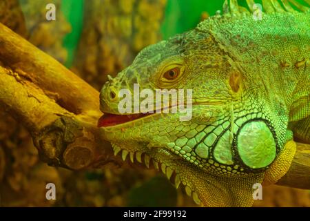 Gewöhnlicher grüner Leguan mit offenem Mund Blick auf die Nahaufnahme der Kamera Stockfoto