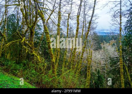 Erstaunlicher Regenwald in der Nähe von Forks Bogachiel Clallam County Stockfoto