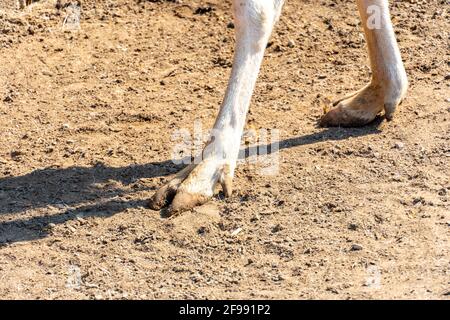 Hufe auf einer sandigen Weide eines geklaubten Hirsches oder Elches aus nächster Nähe. Hirsch-Albino Stockfoto