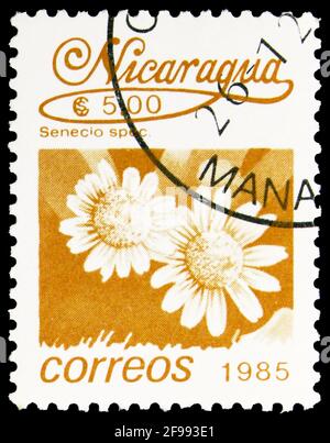 MOSKAU, RUSSLAND - 4. NOVEMBER 2019: Die in Nicaragua gedruckte Briefmarke zeigt Senecio spec., Local Flowers Serie, um 1986 Stockfoto