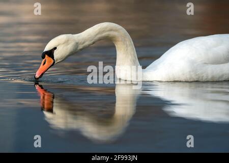 Mustiger Schwan (Cygnus olor) schwimmt auf dem Rhein, Deutschland, Stockfoto