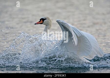 Mustiger Schwan (Cygnus olor) schwimmt auf dem Rhein, Deutschland, Stockfoto