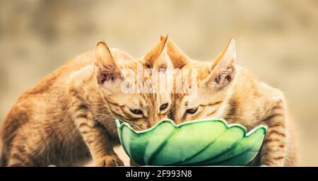 Mit Tieren ist das Leben besser. Stockfoto